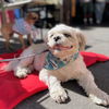 adoptable Dog in  named Louie