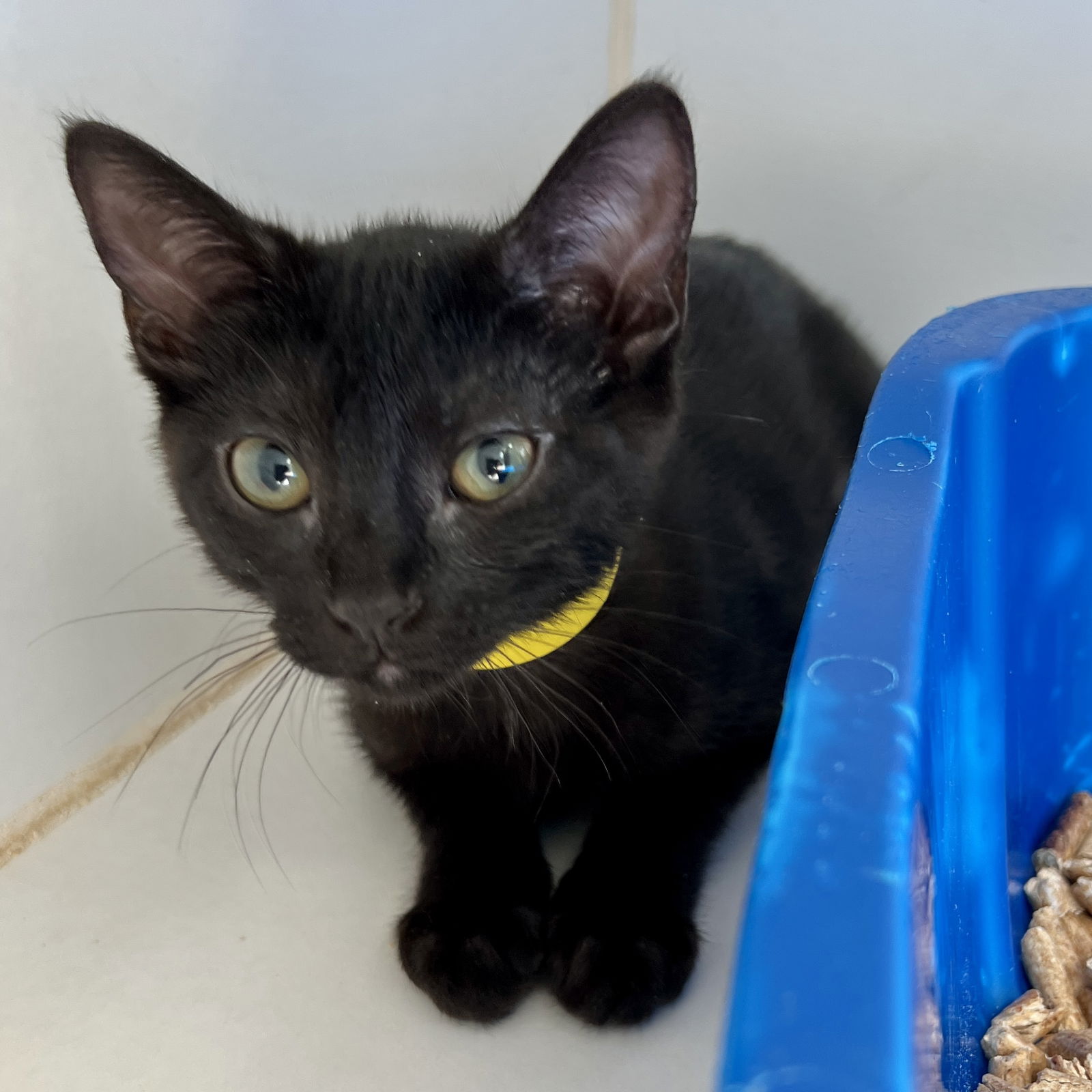 adoptable Cat in Oakland, CA named Isla(Bonded with Juniper)