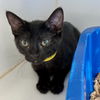 adoptable Cat in oakland, CA named Isla(Bonded with Juniper)
