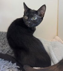 Juniper Photo