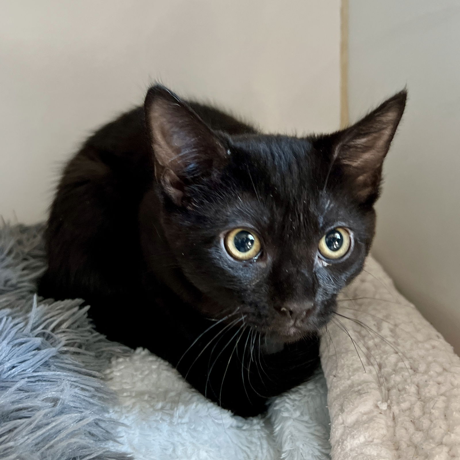 adoptable Cat in Oakland, CA named Juniper(Bonded with Isla)