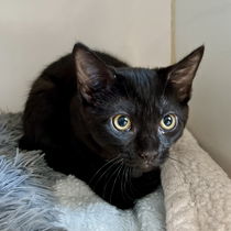Juniper(Bonded with Isla) Photo