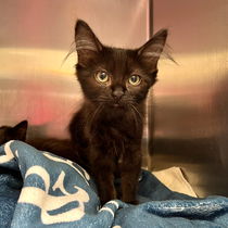 Shirley(Bonded with Jack) Photo