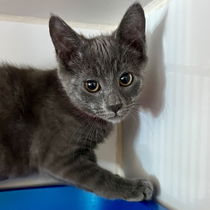Hippolyta(Bonded with Helena) Photo