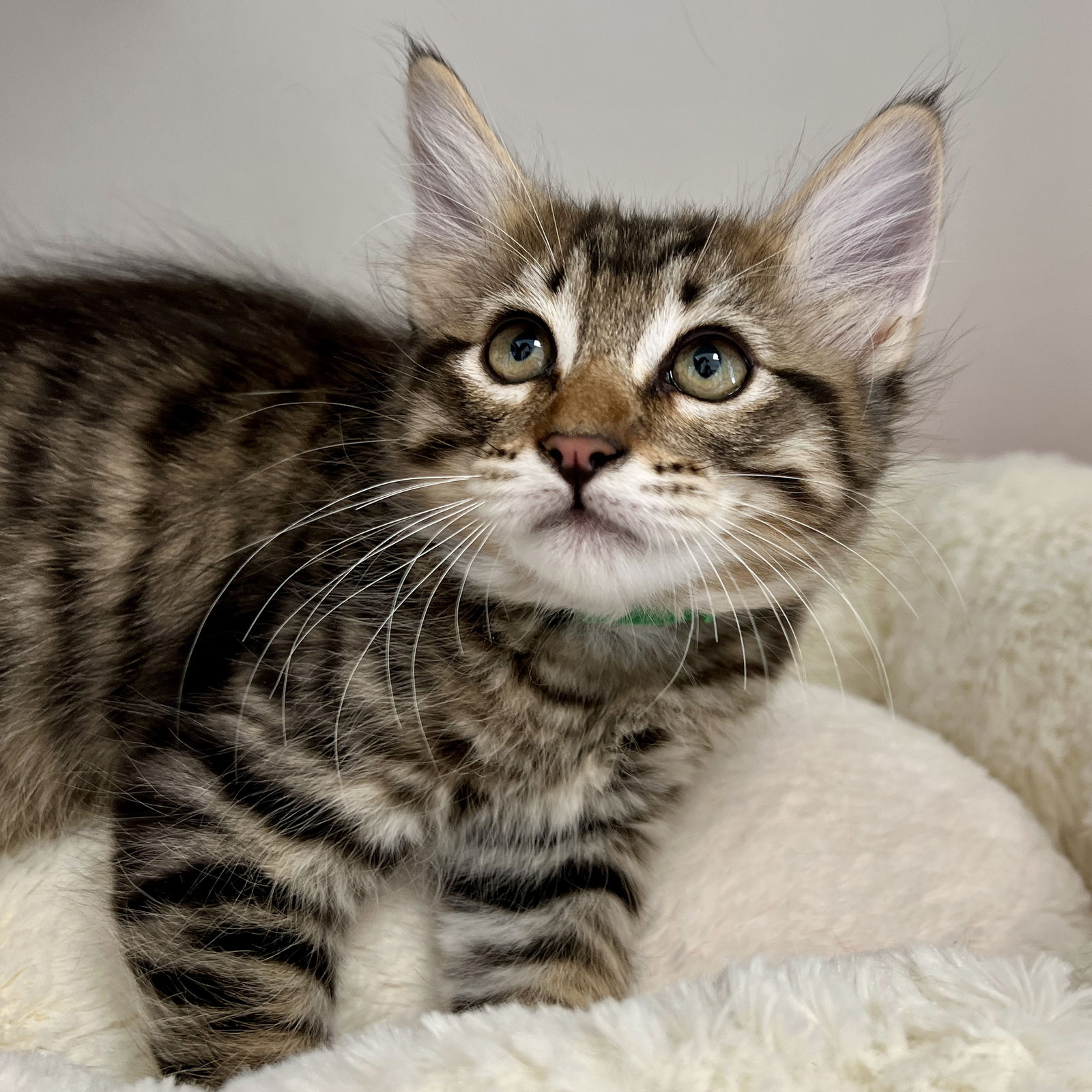 Zephyr(Bonded with Twinkle) Photo