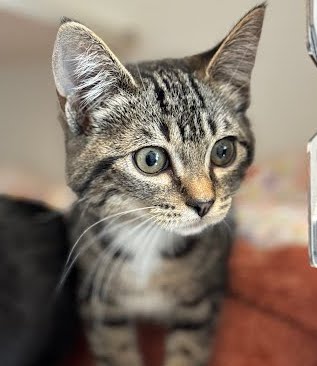 Monae (bonded w/ Sylvester) Photo