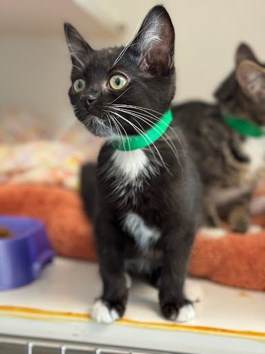 Sylvester (bonded w/ Monae) Photo