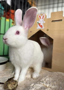 Hansel (bonded w/ Gretel) Photo
