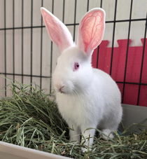 Gretel (bonded w/ Hansel) Photo