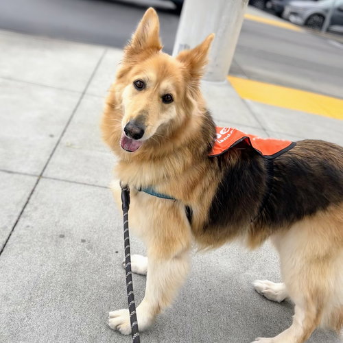 Giselle, an adoptable German Shepherd Dog in Oakland, CA