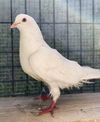 adoptable Bird in oakland, CA named Sigourney