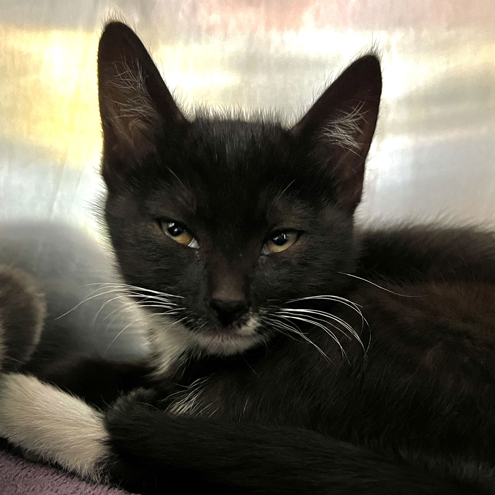 Pixie(Bonded with Piper) Photo
