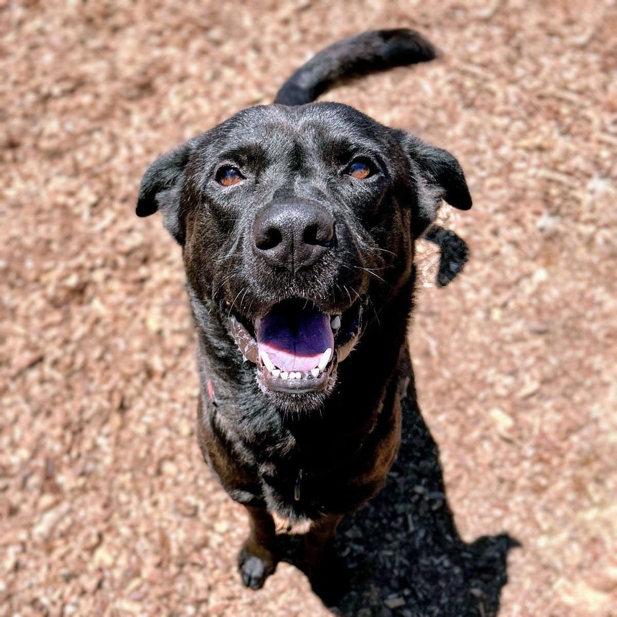 adoptable Dog in Oakland, CA named Norbert