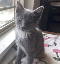 Luca (bonded w/ Rocco) Photo