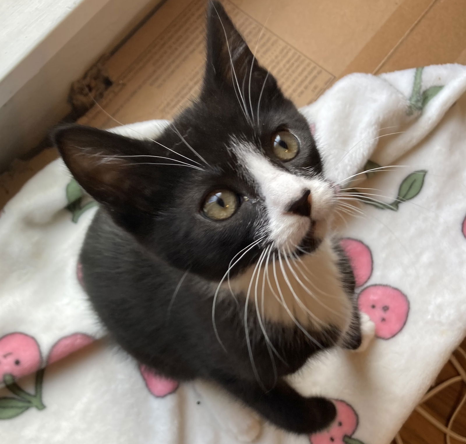 adoptable Cat in Oakland, CA named Rocco (bonded w/ Luca)