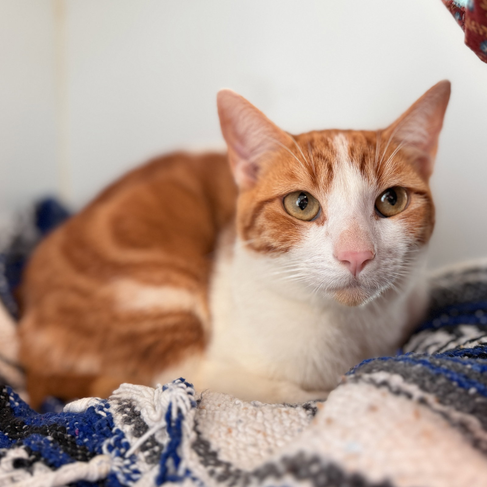 Francis (bonded w/ Samantha) Image