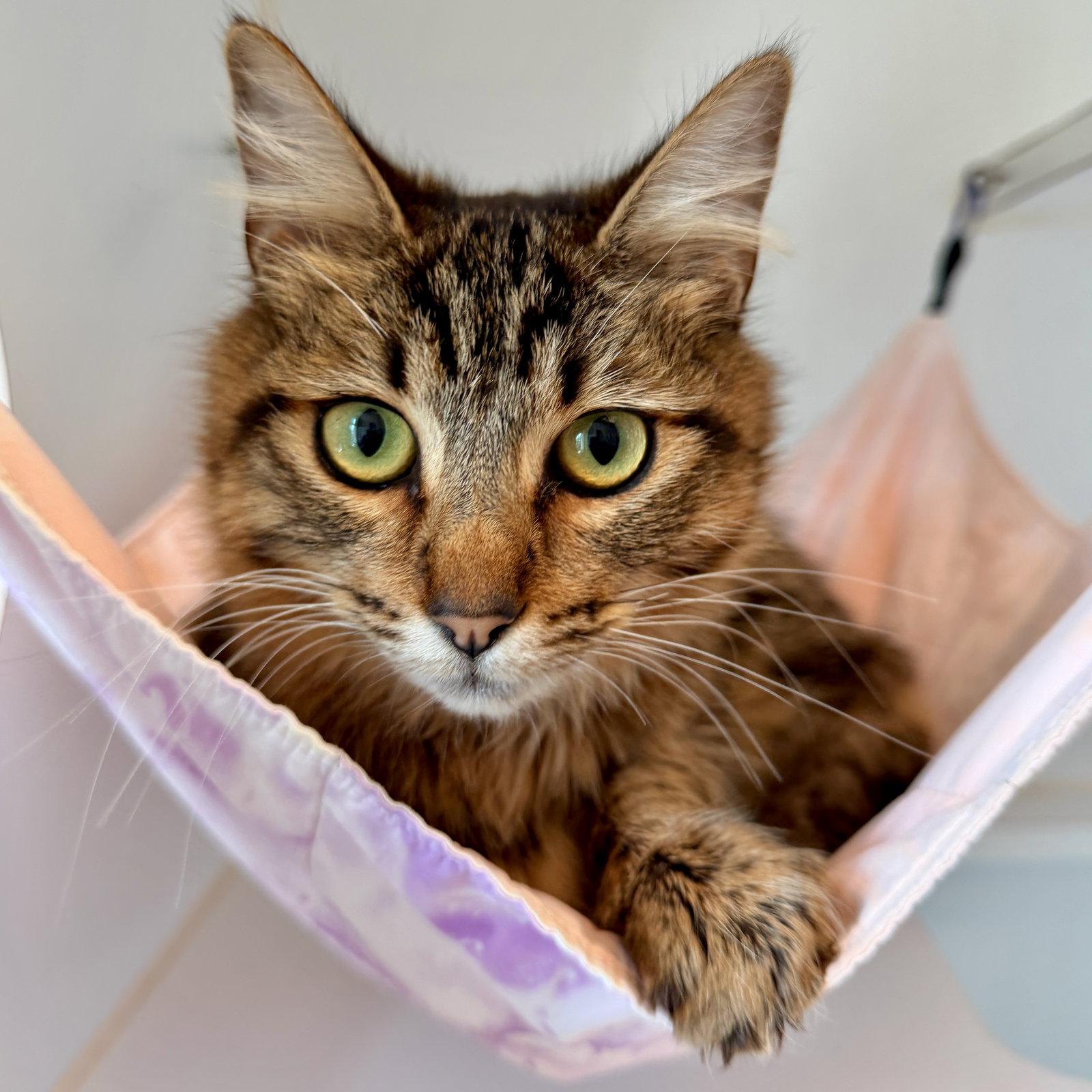 Samantha (bonded w/ Francis) Image