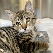 Thumper(Bonded with Tubman) Photo