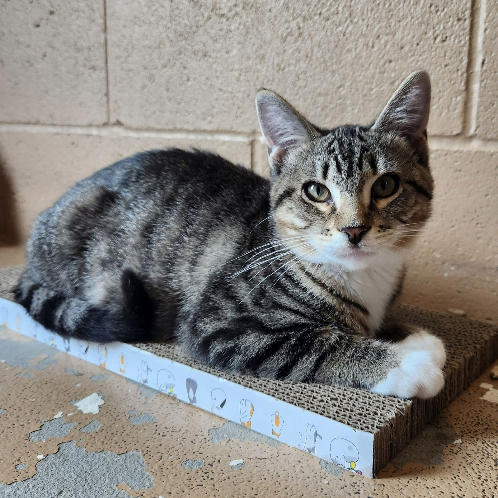 adoptable Cat in Oakland, CA named Thumper(Bonded with Tubman)
