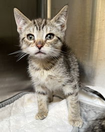 Tubman(Bonded with Thumper) Photo