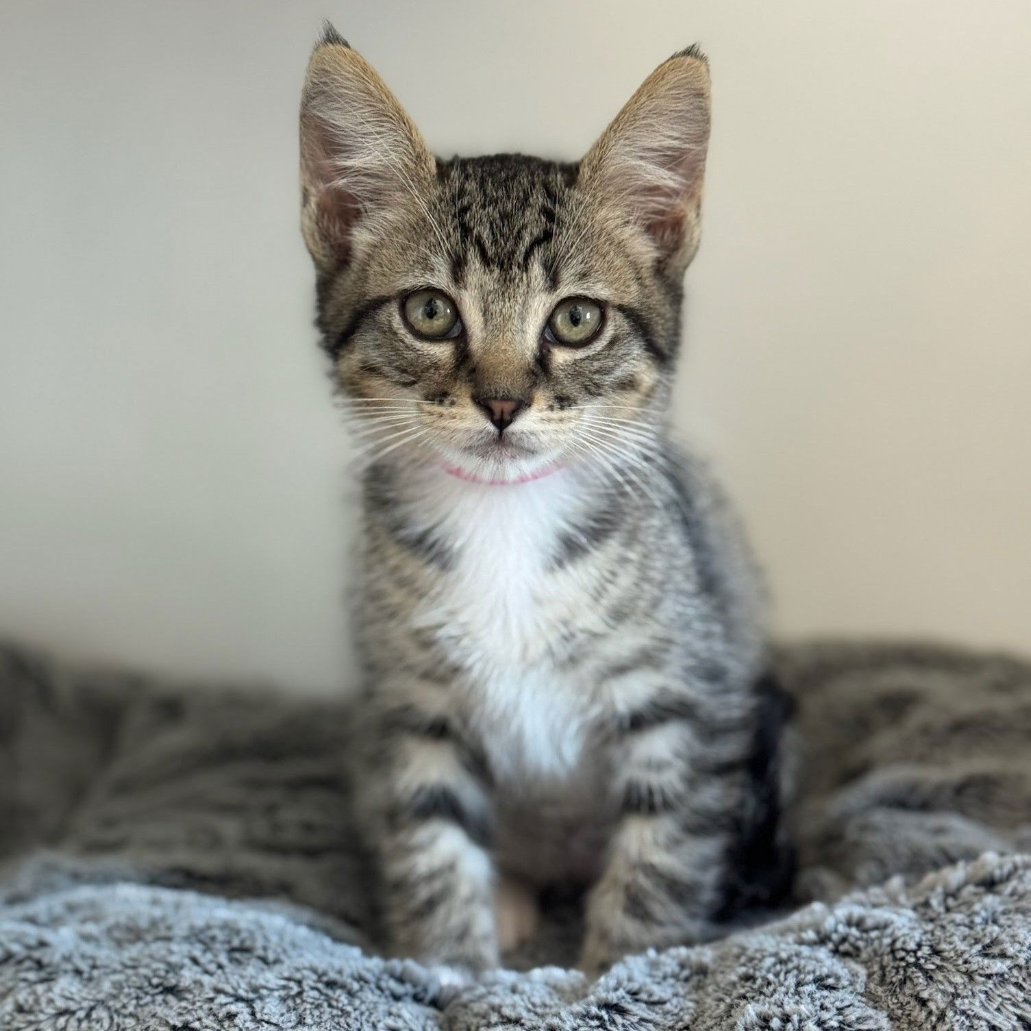 Shiloh Photo
