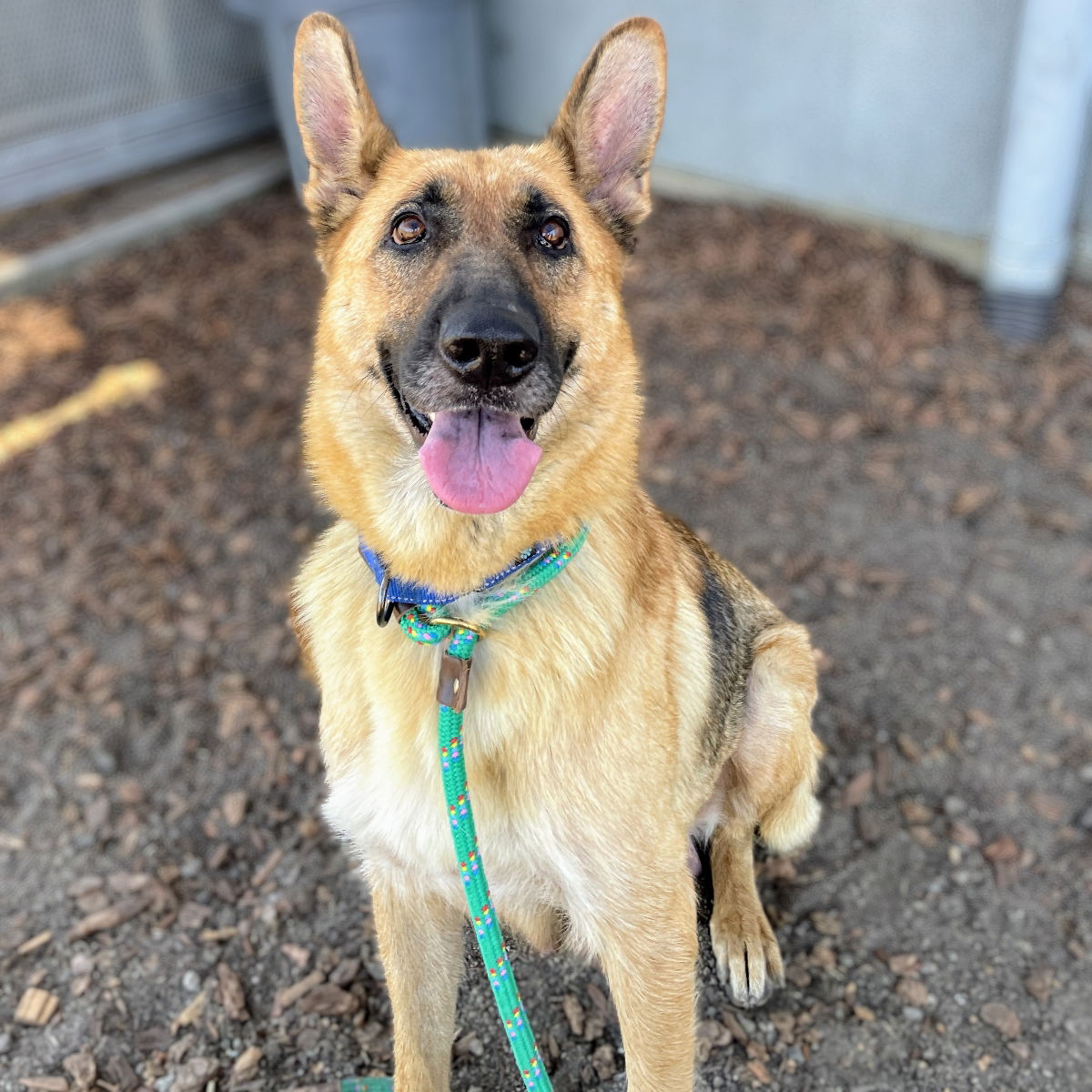 adoptable Dog in Oakland, CA named Amelie