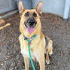 adoptable Dog in oakland, CA named Amelie