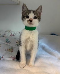 Danny (bonded w/ Sandy) Photo
