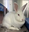 adoptable Rabbit in oakland, CA named Dove