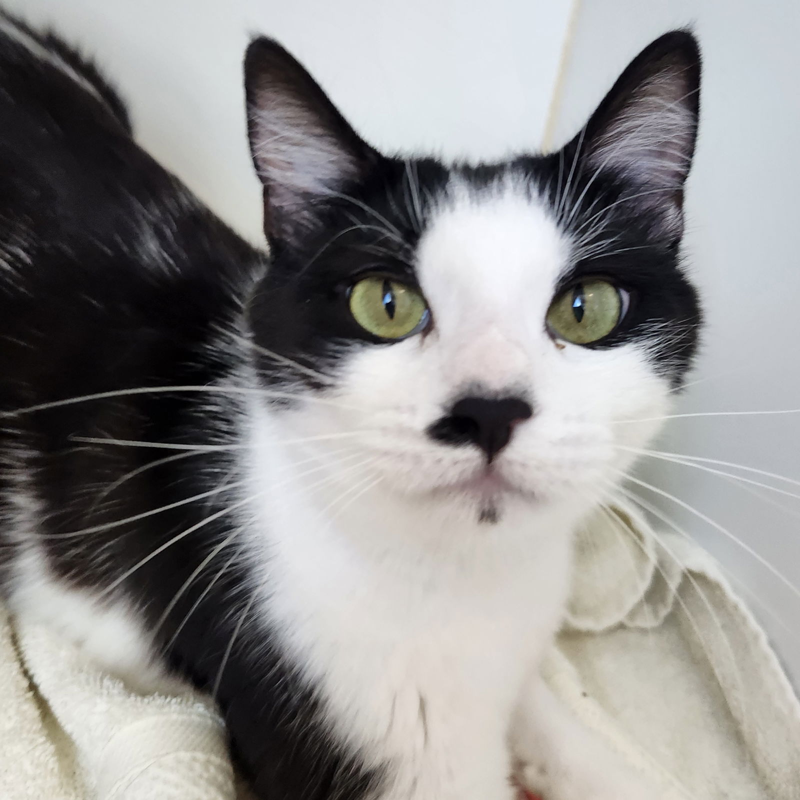 adoptable Cat in Oakland, CA named Tammy