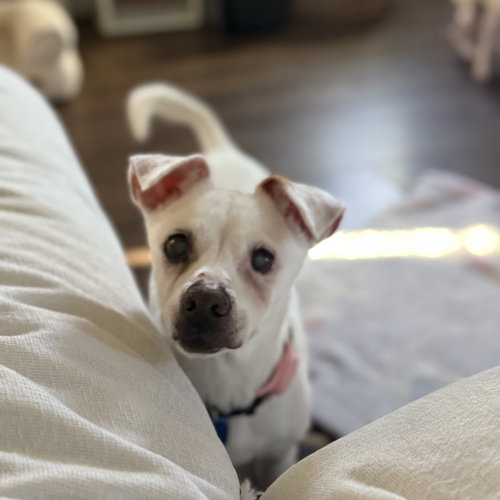 BRISA - Unknown available for adoption