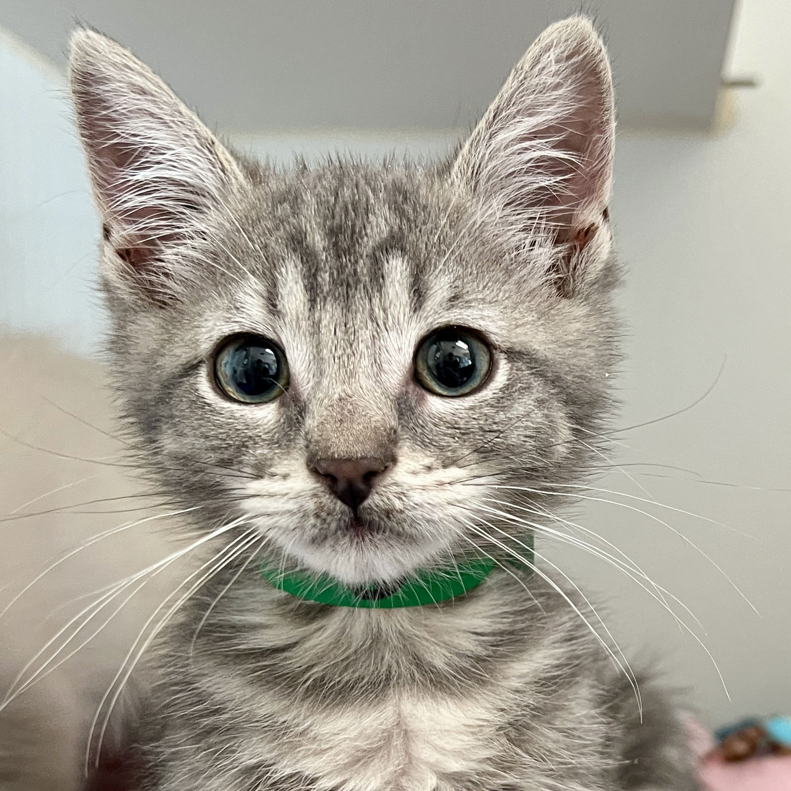 Pepper Photo