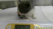 Truffles Photo