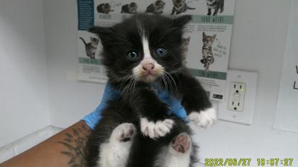 Violet (bonded with Clover) Photo