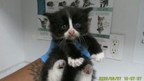 Violet (bonded with Clover) Photo