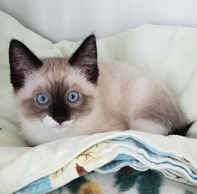 Alfredo (bonded w/ Meatball) Photo