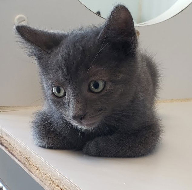 Meatball (bonded w/ Alfredo) Photo