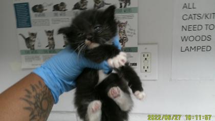 Clover (bonded with Violet) Photo