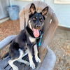 adoptable Dog in oakland, CA named Bartender