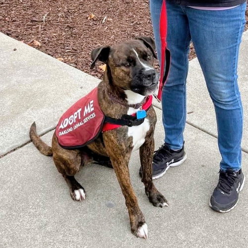 SUMO - Pit Bull Terrier available for adoption