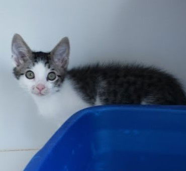adoptable Cat in Oakland, CA named Yahtzee