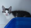 adoptable Cat in oakland, CA named Yahtzee