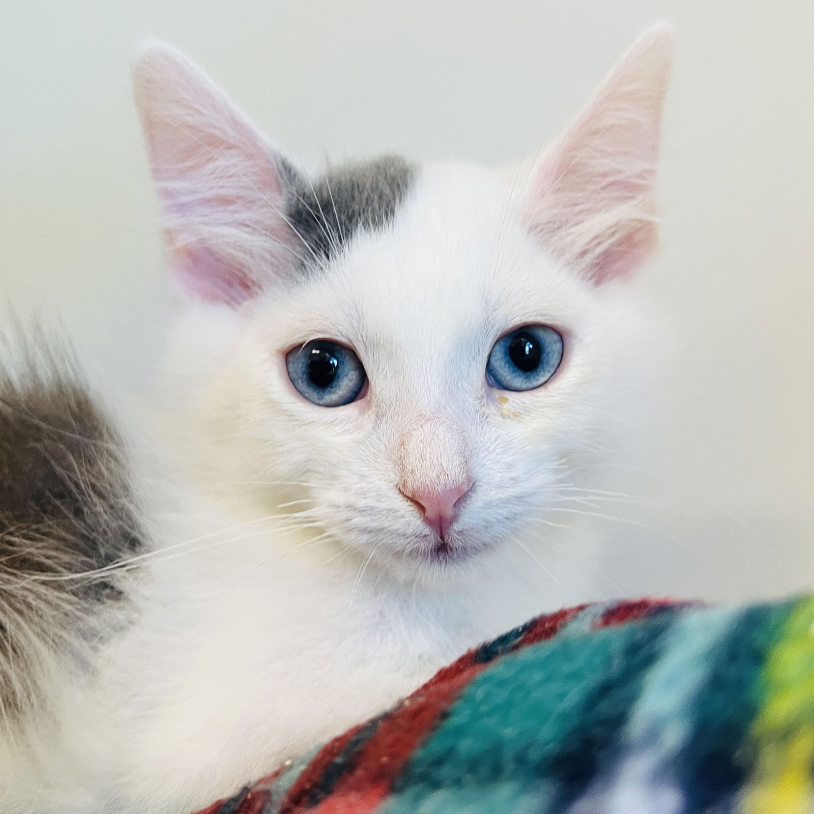 Cupid (bonded w/ Luna) Photo