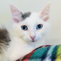 Cupid (bonded w/ Luna) Photo
