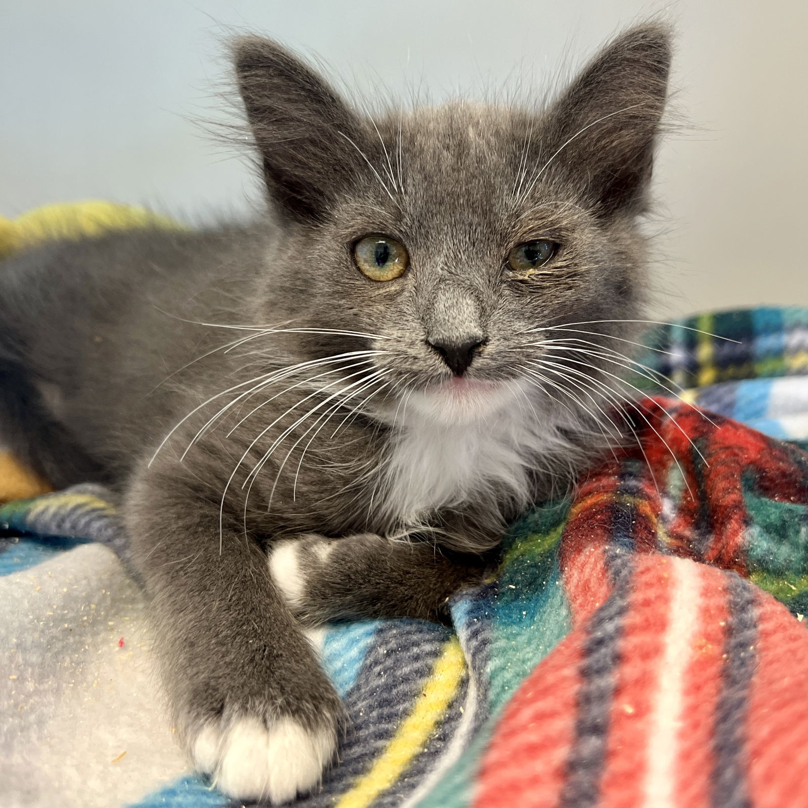 Luna (bonded w/ Cupid) Photo