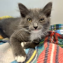 Luna (bonded w/ Cupid) Photo