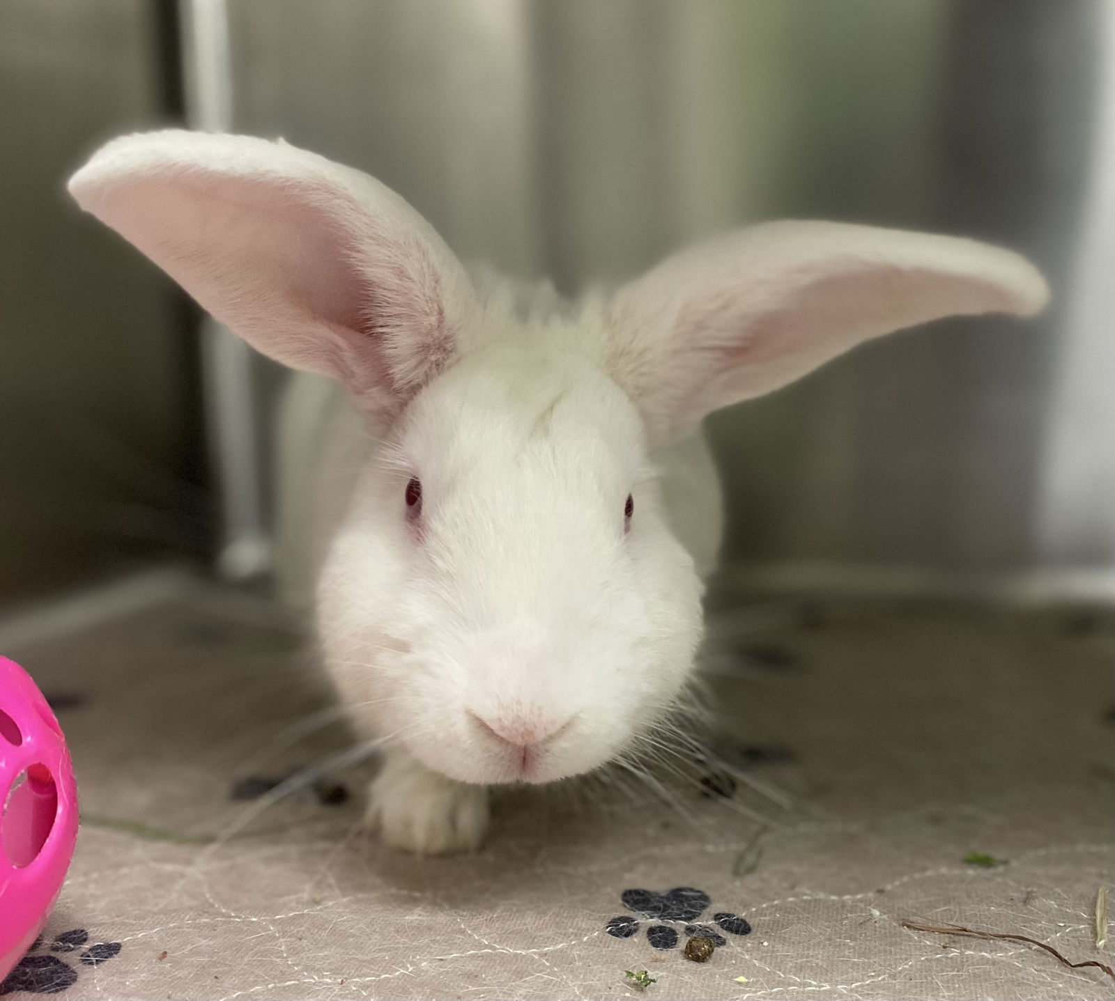 adoptable Rabbit in Oakland, CA named Swan