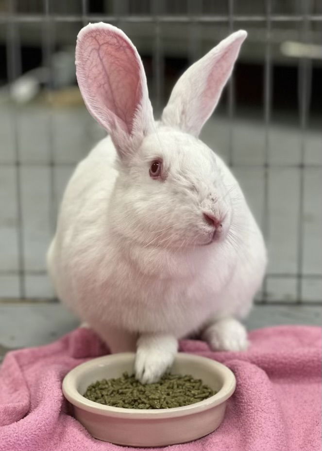 adoptable Rabbit in Oakland, CA named Magpie