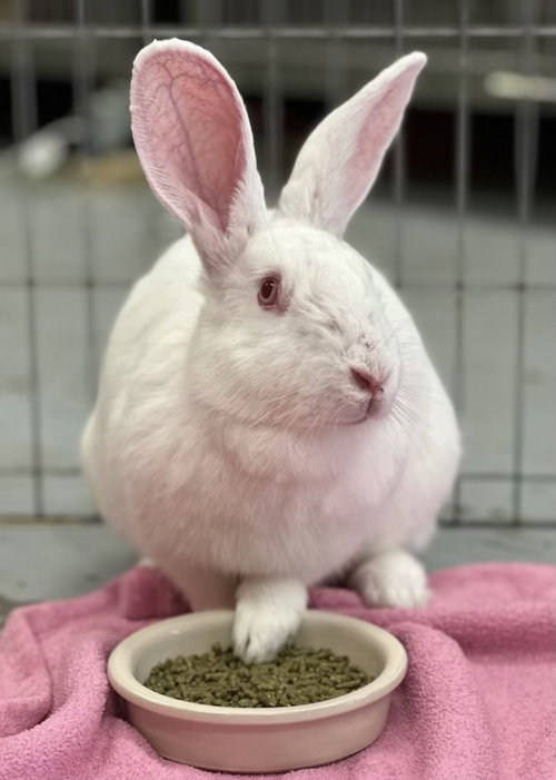 MAGPIE - New Zealand available for adoption