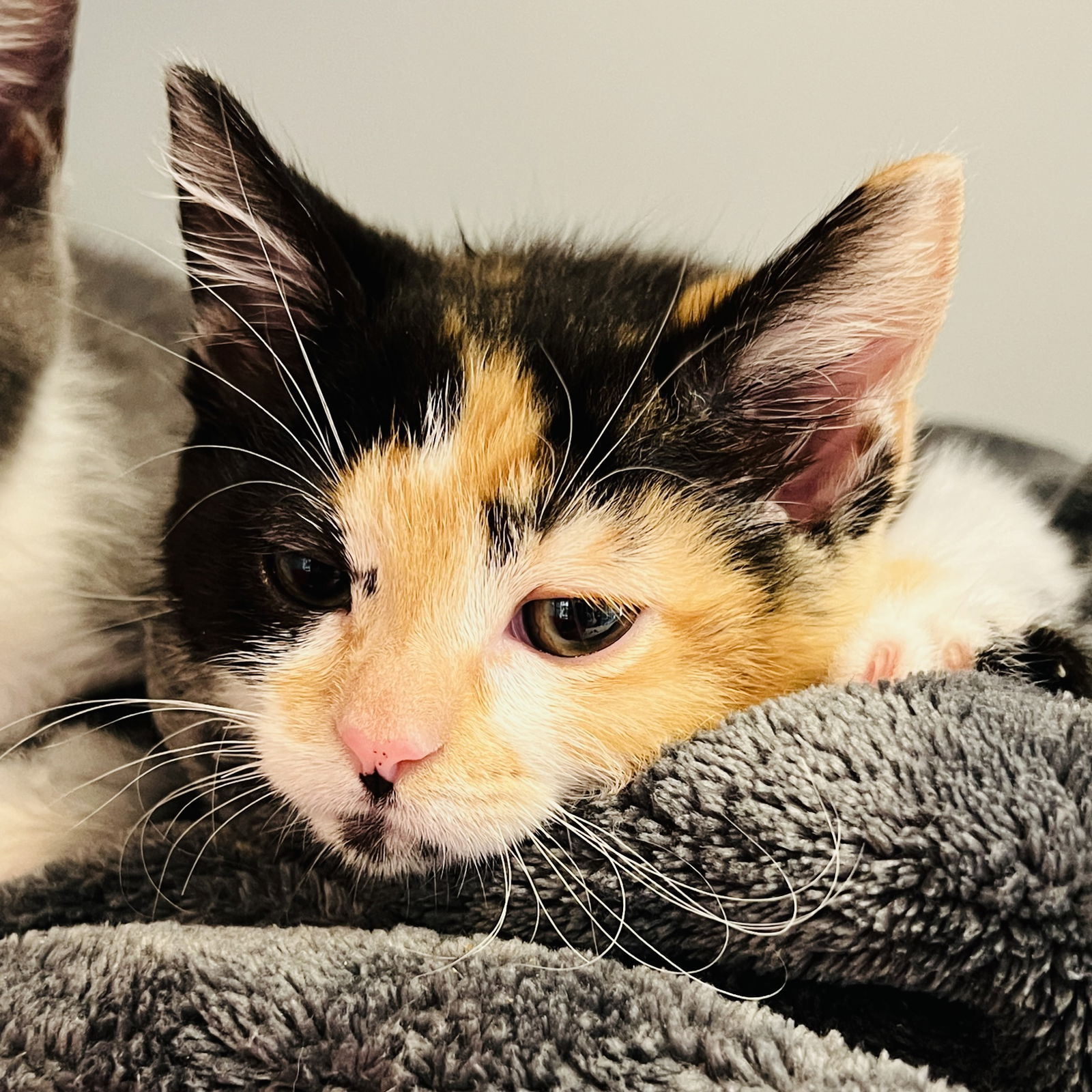 Clementine Photo